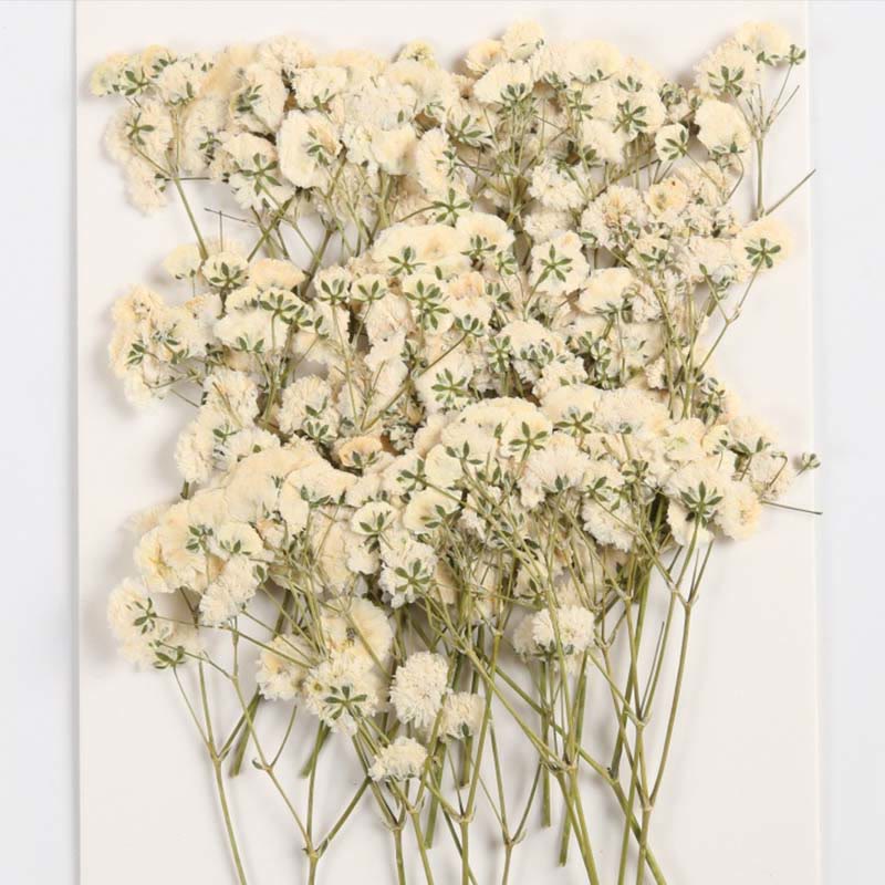 Colorful Dried Press Babysbreath Flower Series Decoration For DIY Diary