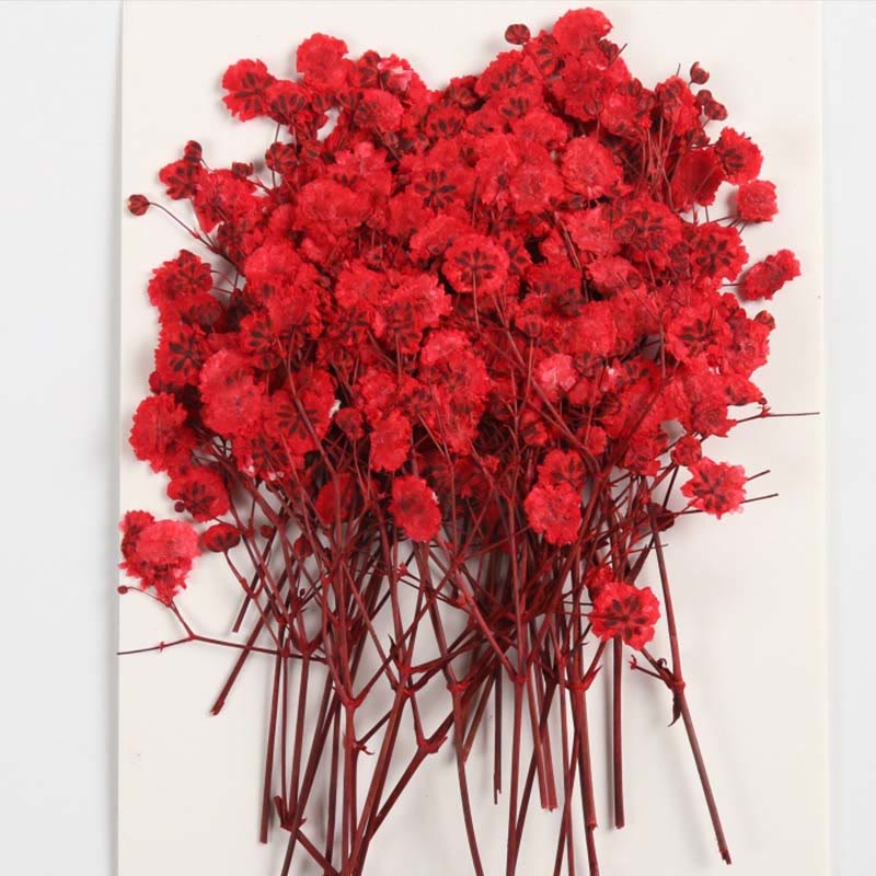 Colorful Dried Press Babysbreath Flower Series Decoration For DIY Diary