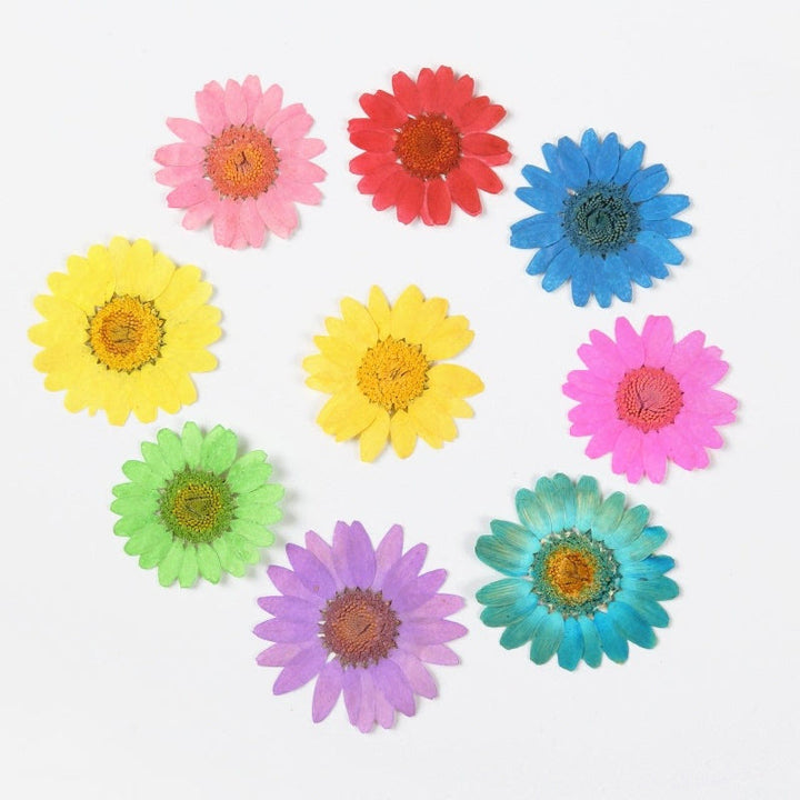 Colorful Dried Daisy Flower Series Material For DIY Diary