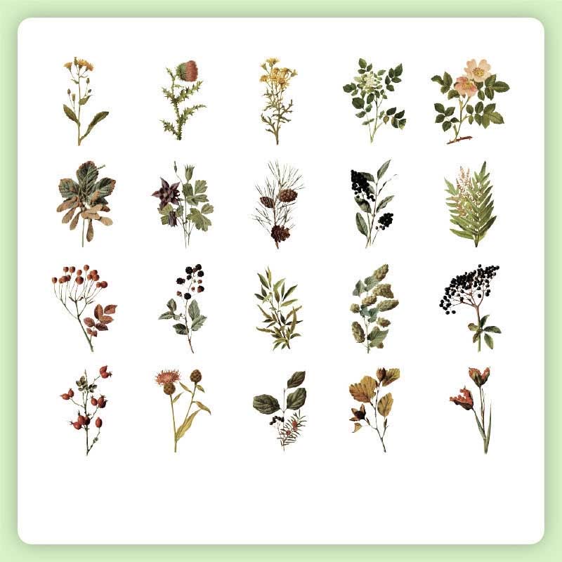 FREE TODAY: 40Pcs Natural Museum Scrapbook Stickers Flowers Plants Insect Bird Mushroom