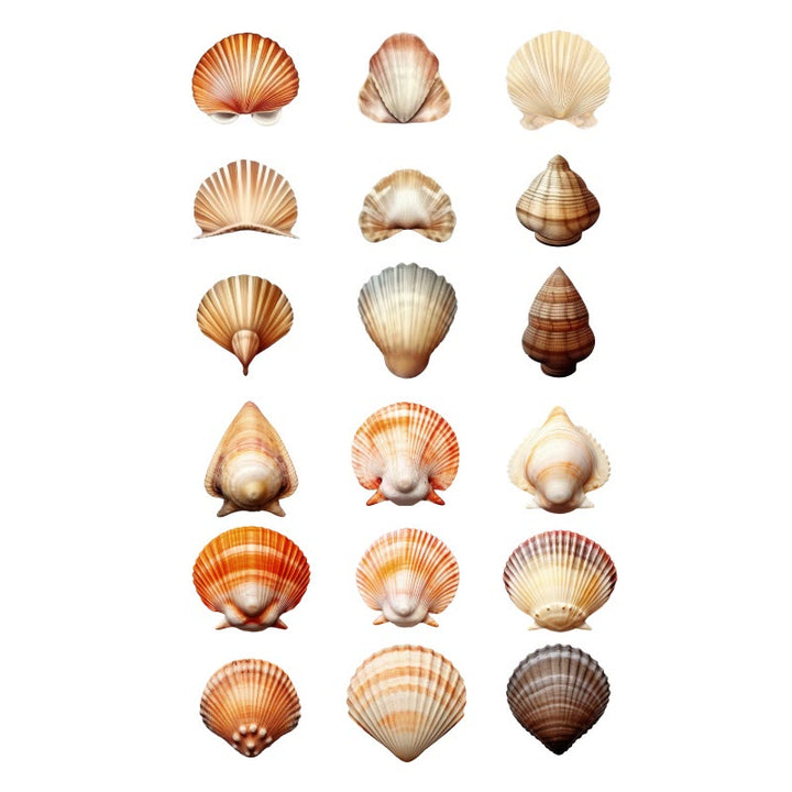 Beach Shells Series Rub On Sticker Transfer Sticker For Crafts