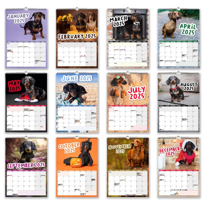 2025 Cheeky Dachshunds Lunar Calendar 12 Months Calendars New Year Gift