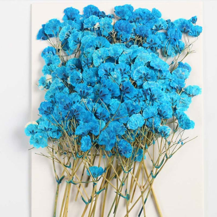 Colorful Dried Press Babysbreath Flower Series Decoration For DIY Diary