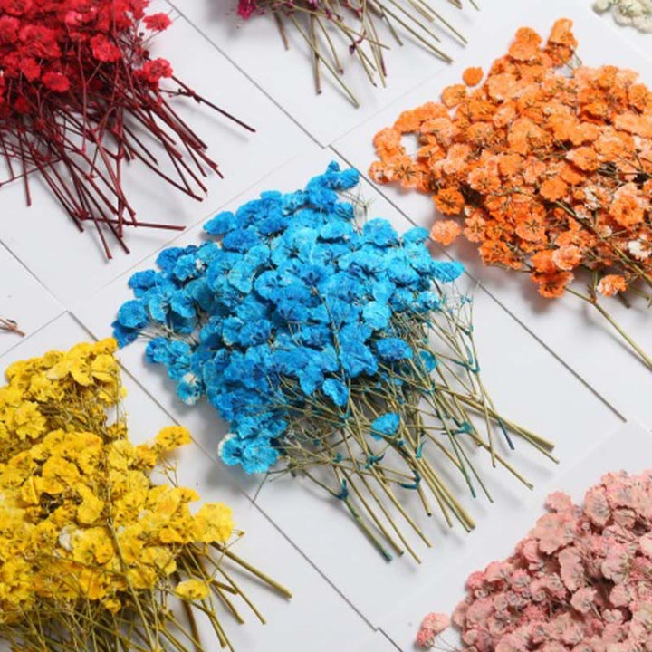 Colorful Dried Press Babysbreath Flower Series Decoration For DIY Diary