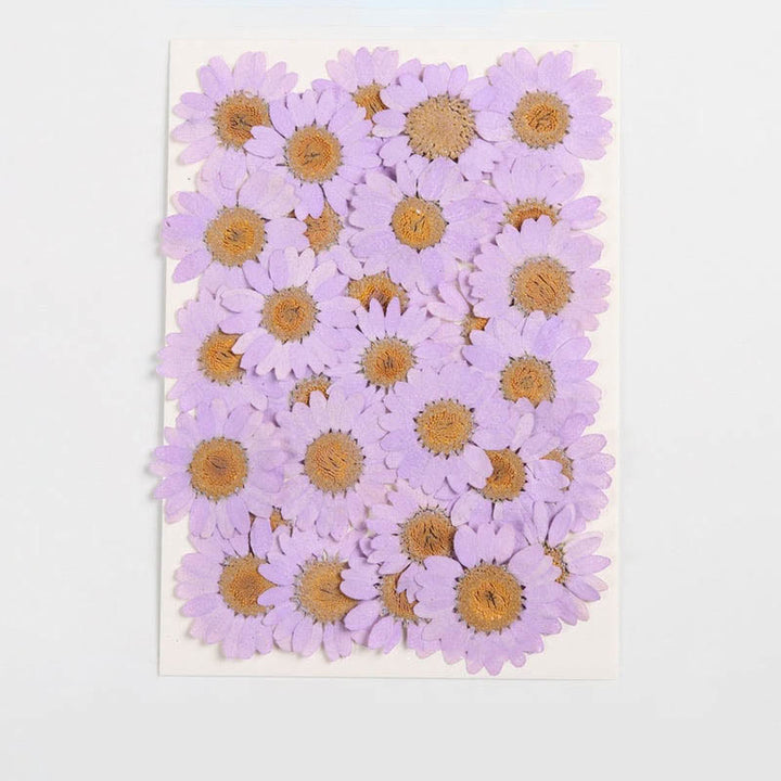 Colorful Dried Daisy Flower Series Material For DIY Diary