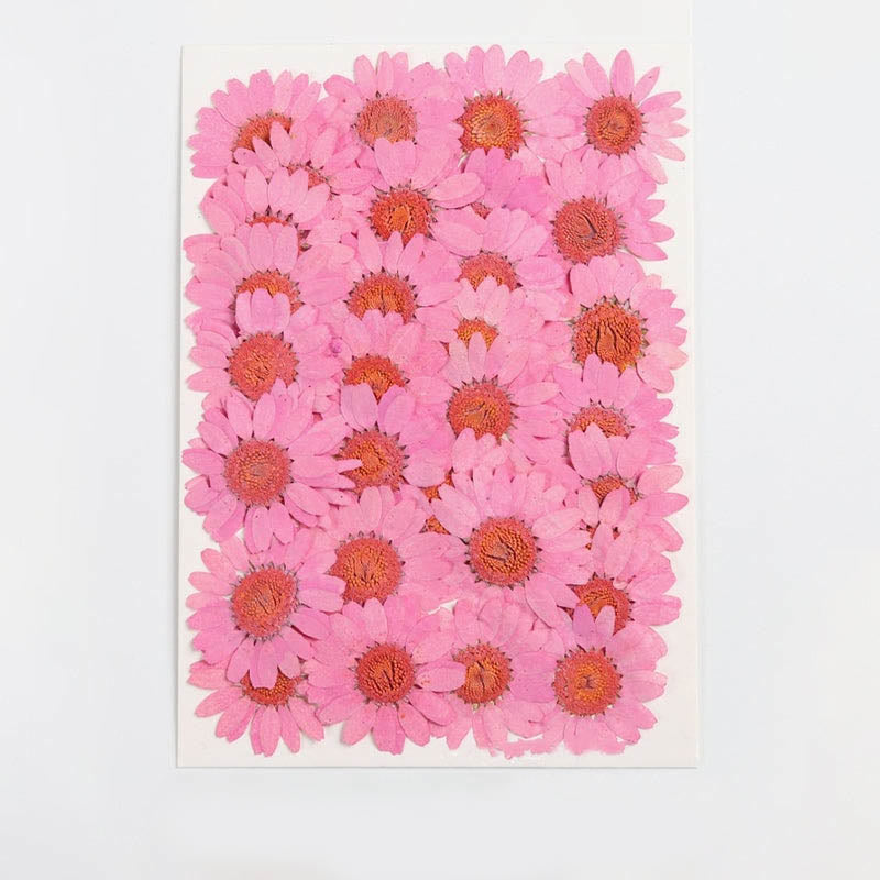 Colorful Dried Daisy Flower Series Material For DIY Diary