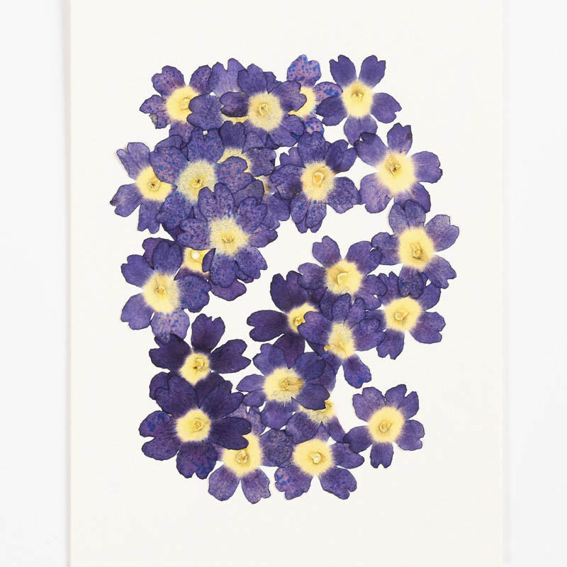 Small Colorful Dried Flower Series Material For DIY Diary