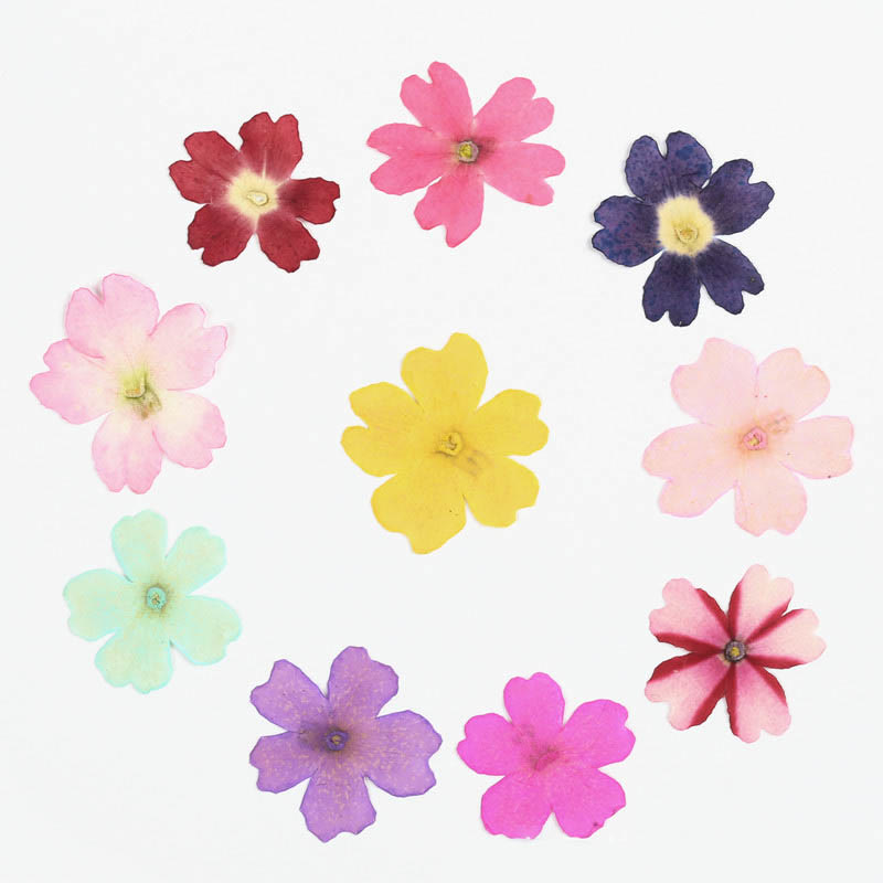 Small Colorful Dried Flower Series Material For DIY Diary