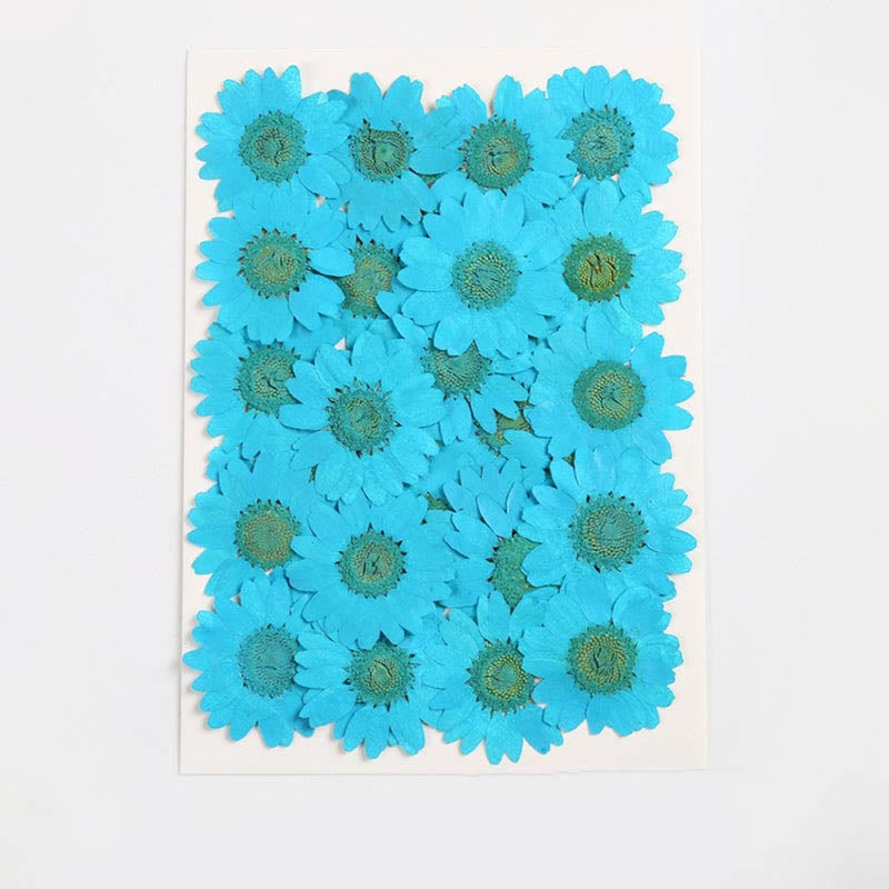 Colorful Dried Daisy Flower Series Material For DIY Diary