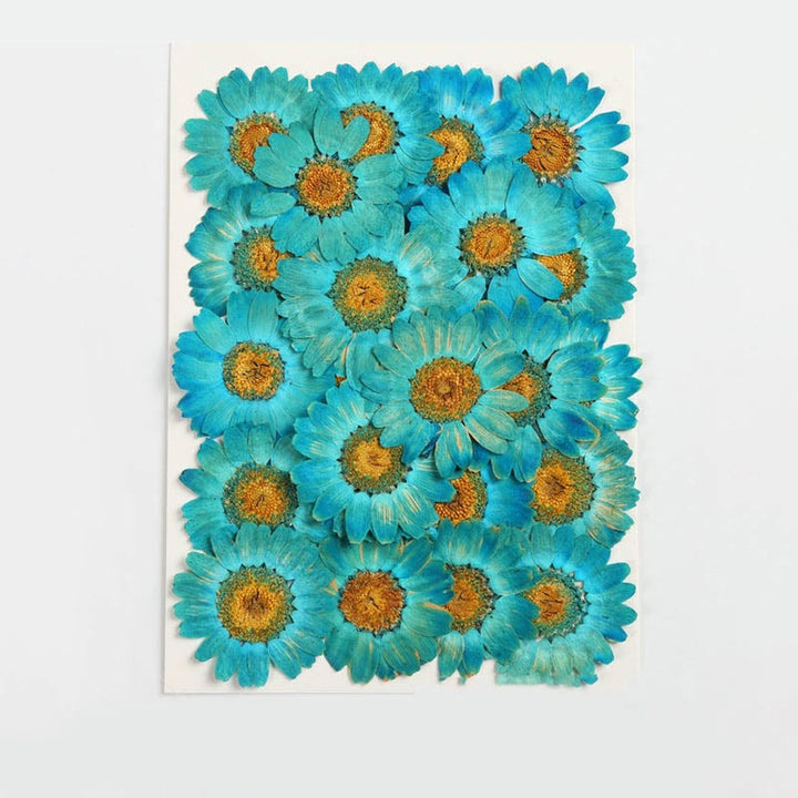 Colorful Dried Daisy Flower Series Material For DIY Diary