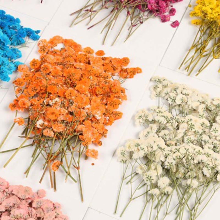 Colorful Dried Press Babysbreath Flower Series Decoration For DIY Diary