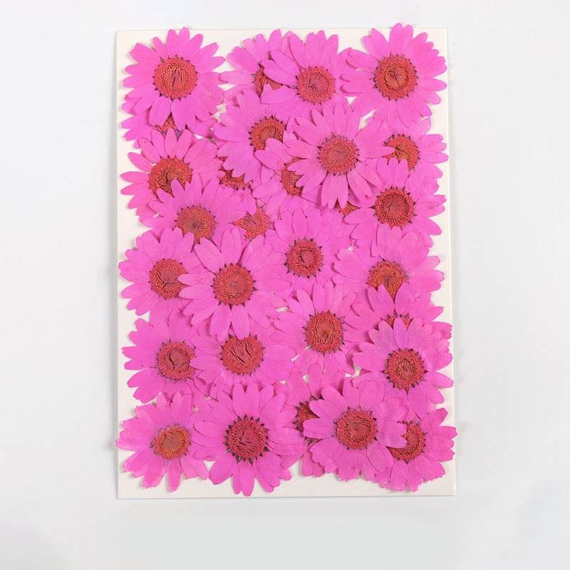 Colorful Dried Daisy Flower Series Material For DIY Diary