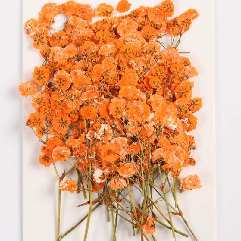 Colorful Dried Press Babysbreath Flower Series Decoration For DIY Diary