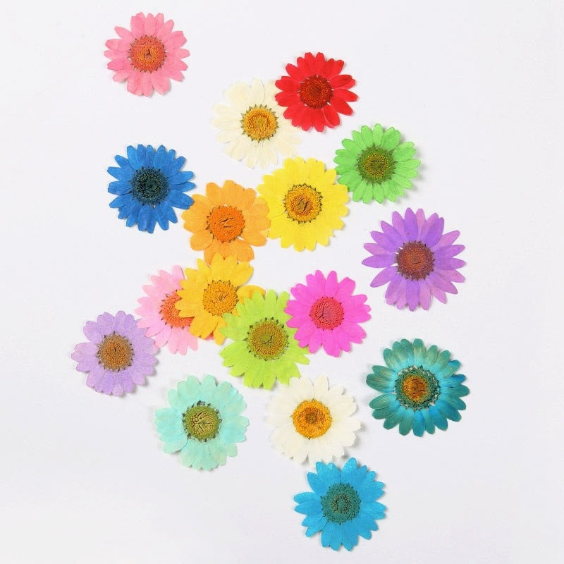 Colorful Dried Daisy Flower Series Material For DIY Diary