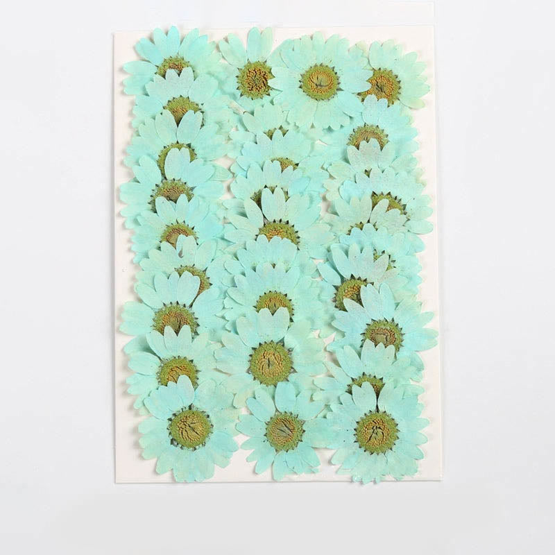 Colorful Dried Daisy Flower Series Material For DIY Diary