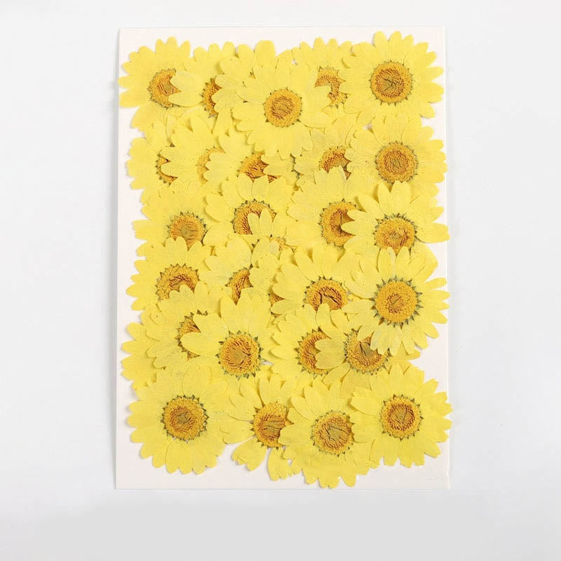 Colorful Dried Daisy Flower Series Material For DIY Diary